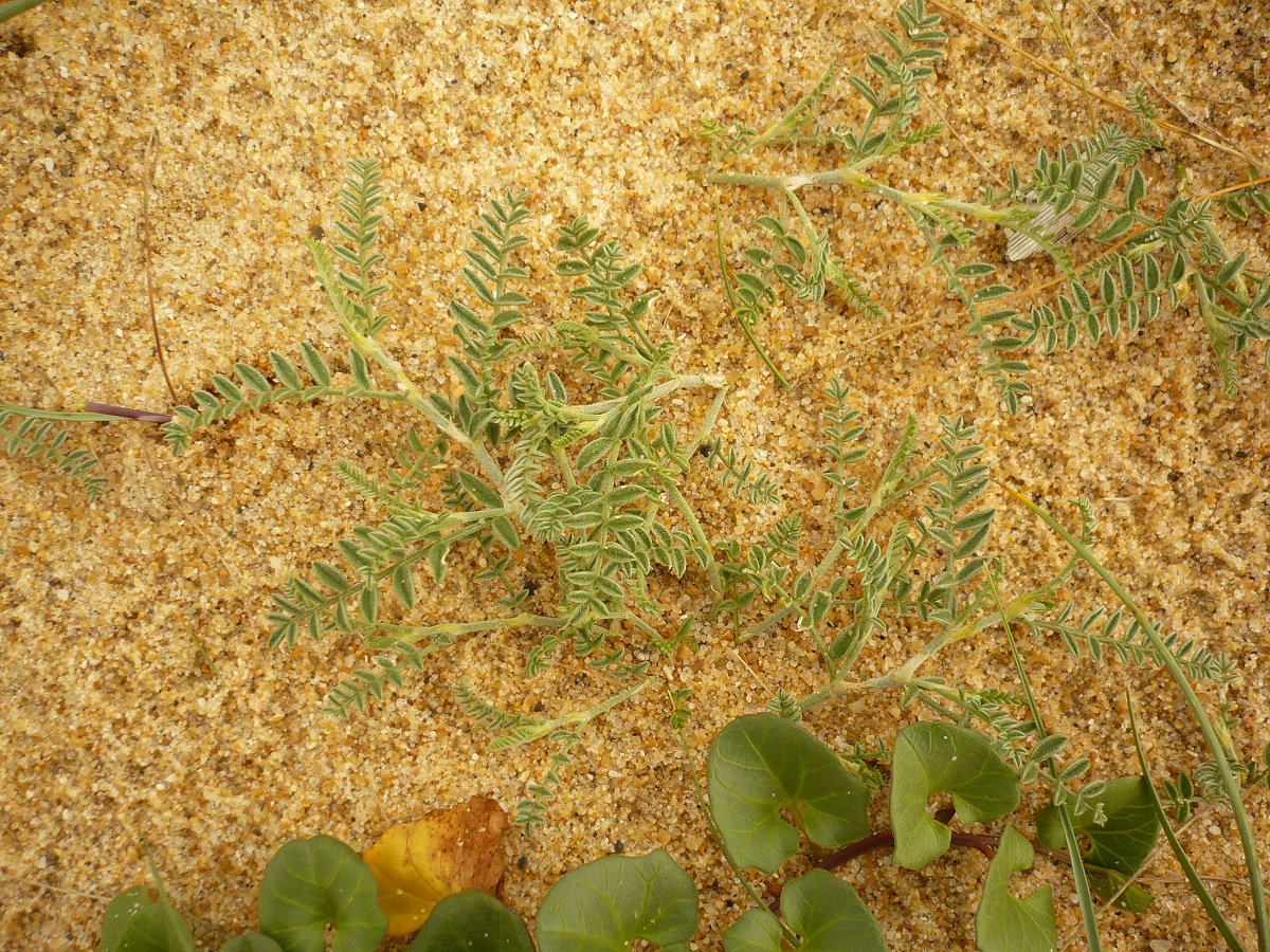 Astragalus baionensis (Fabaceae)